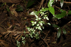 Jasminum singuliflorum