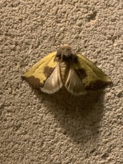 Stiria intermixta