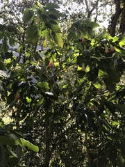 Brugmansia sanguinea