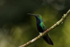 Anthracothorax nigricollis