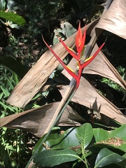 Heliconia hirsuta