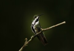 Anthracothorax nigricollis