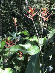 Heliconia hirsuta