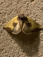 Stiria intermixta