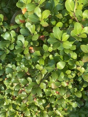 Ilex crenata