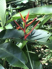 Heliconia hirsuta