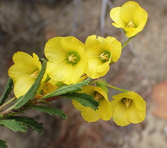 Hermannia saccifera