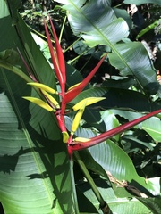 Heliconia hirsuta