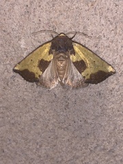 Stiria intermixta