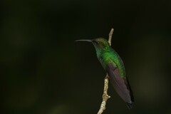 Chalybura buffonii