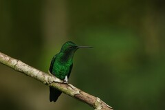 Saucerottia saucerottei