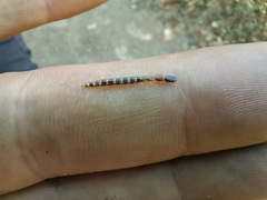 Parainocellia bicolor