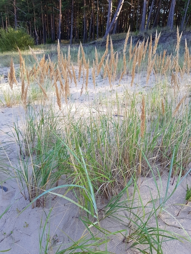 purple marram (Calamagrostis ×)