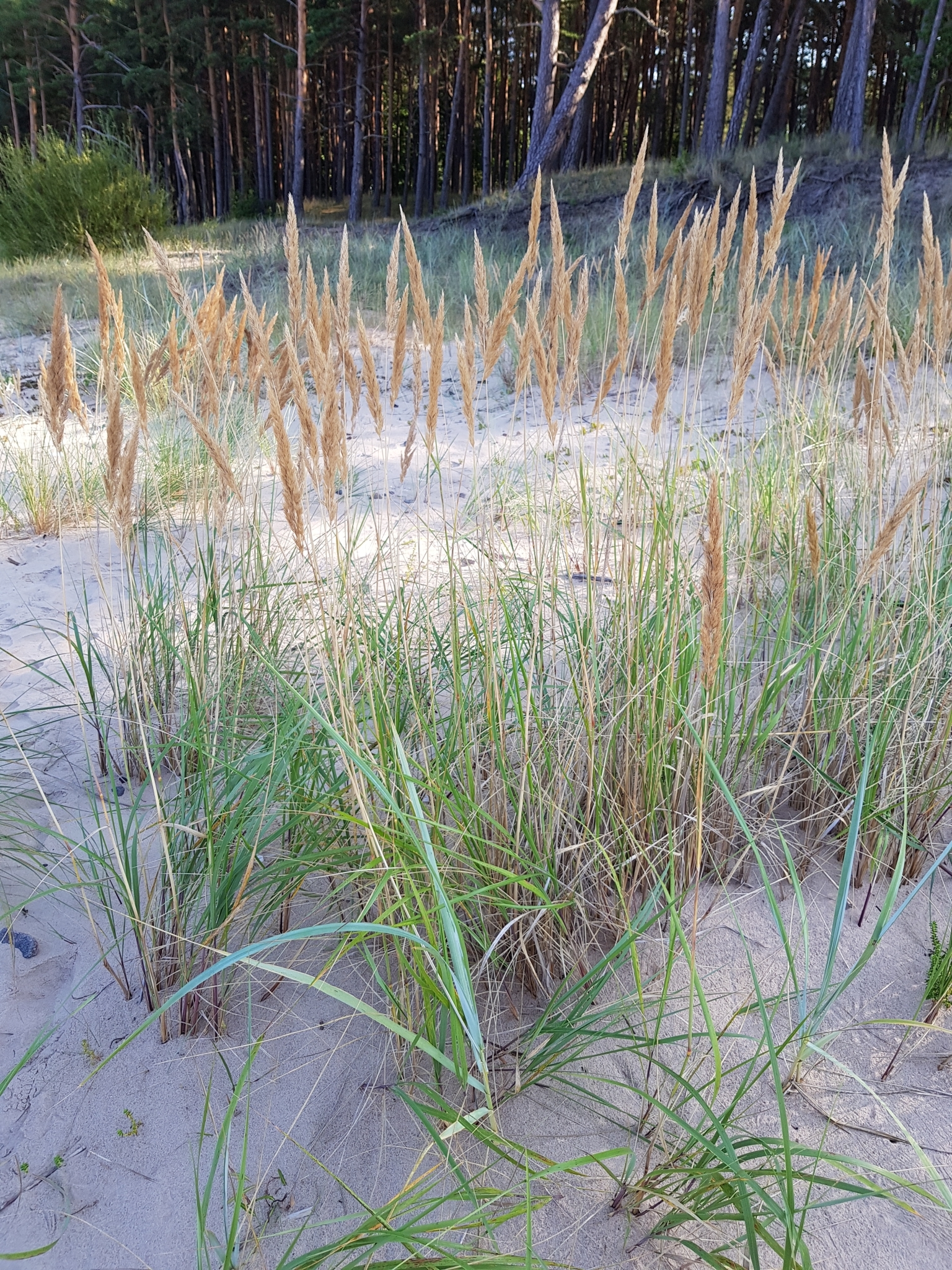 Purple Marram (Calamagrostis ×)