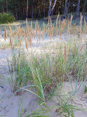 Calamagrostis × baltica