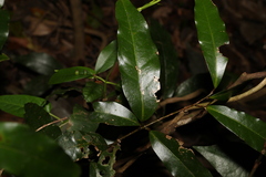 Cinnamomum oliveri