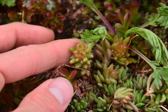 Sedum lanceolatum