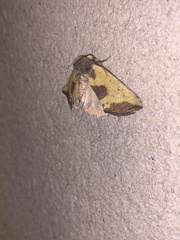 Stiria intermixta