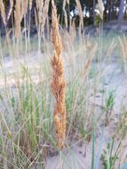 Calamagrostis × baltica, photograph Aurelijus Narbutas, CC BY, iNaturalist via GBIF