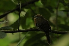 Malacoptila mystacalis