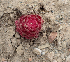 Hyobanche sanguinea