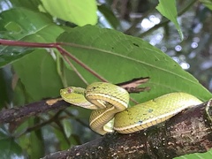 Bothriechis lateralis