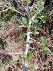 Searsia longispina