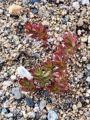 Rhodiola