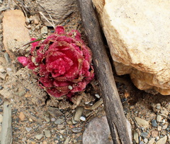 Hyobanche sanguinea