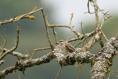 Myiodynastes maculatus