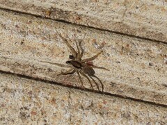 Pardosa crassipalpis