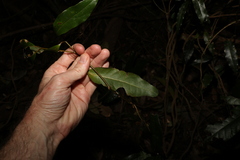 Cinnamomum oliveri