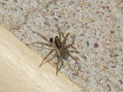 Pardosa crassipalpis