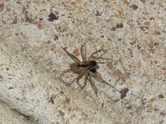 Pardosa crassipalpis