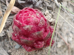 Hyobanche sanguinea