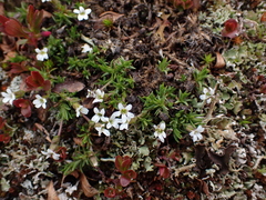 Cherleria biflora