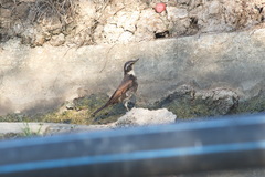 Turdus eunomus