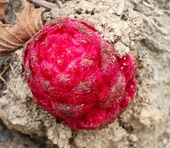 Hyobanche sanguinea