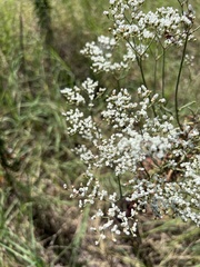Eriogonum multiflorum