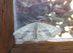 Scopula nigropunctata