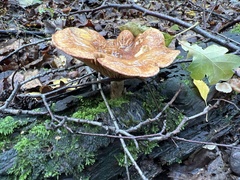 Paxillus involutus