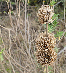 Leonotis leonurus