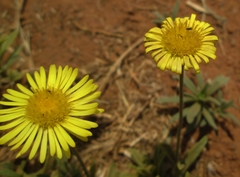 Felicia mossamedensis