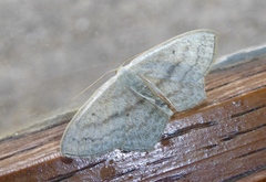 Scopula nigropunctata