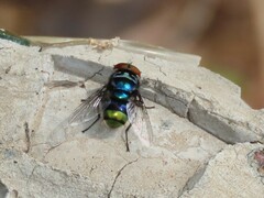 Chrysomya chloropyga