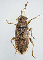 Arhyssus scutatus