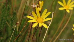 Euryops