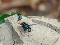 Chrysomya chloropyga