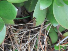 Eupeodes corollae