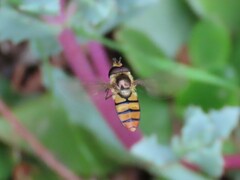 Eupeodes corollae